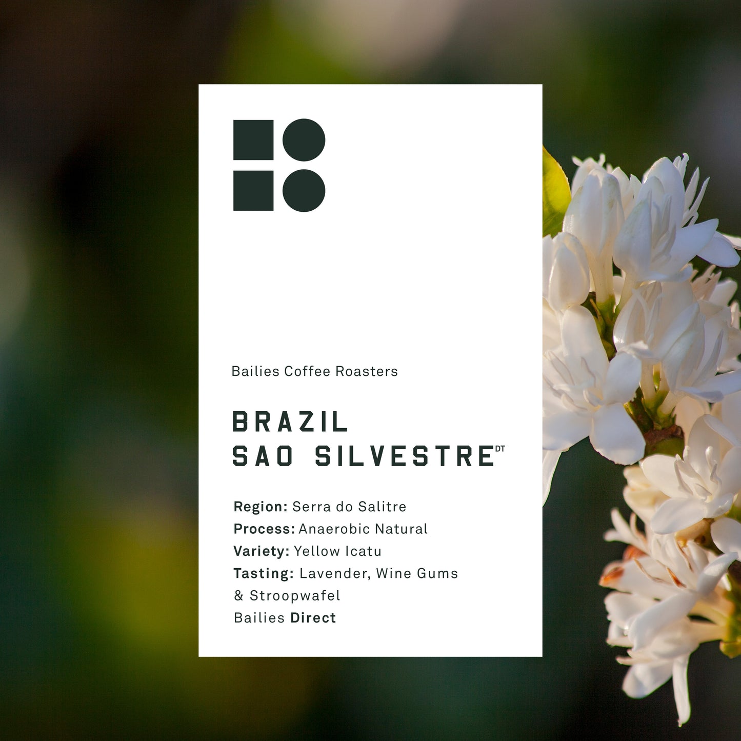 Brazil Sao Silvestre Anaerobic Microlot
