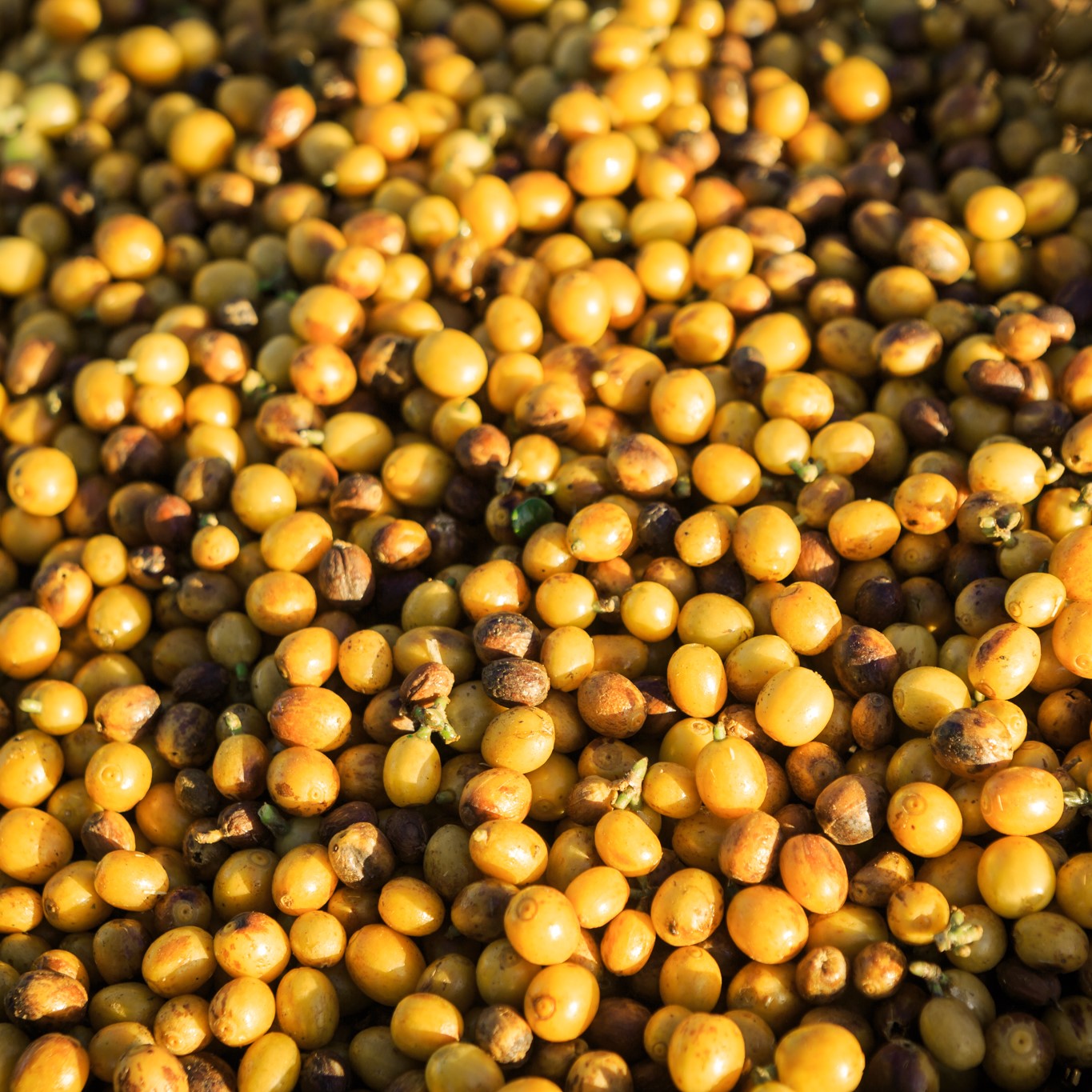 Brazil Sao Silvestre Anaerobic Microlot