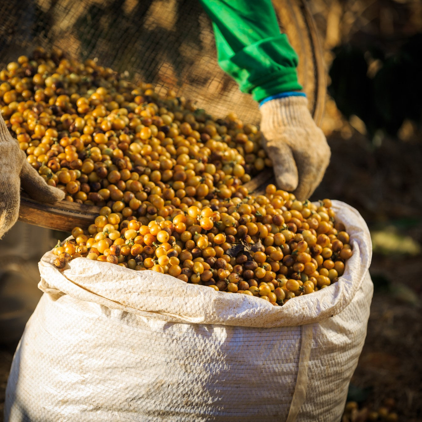 Brazil Sao Silvestre Anaerobic Microlot