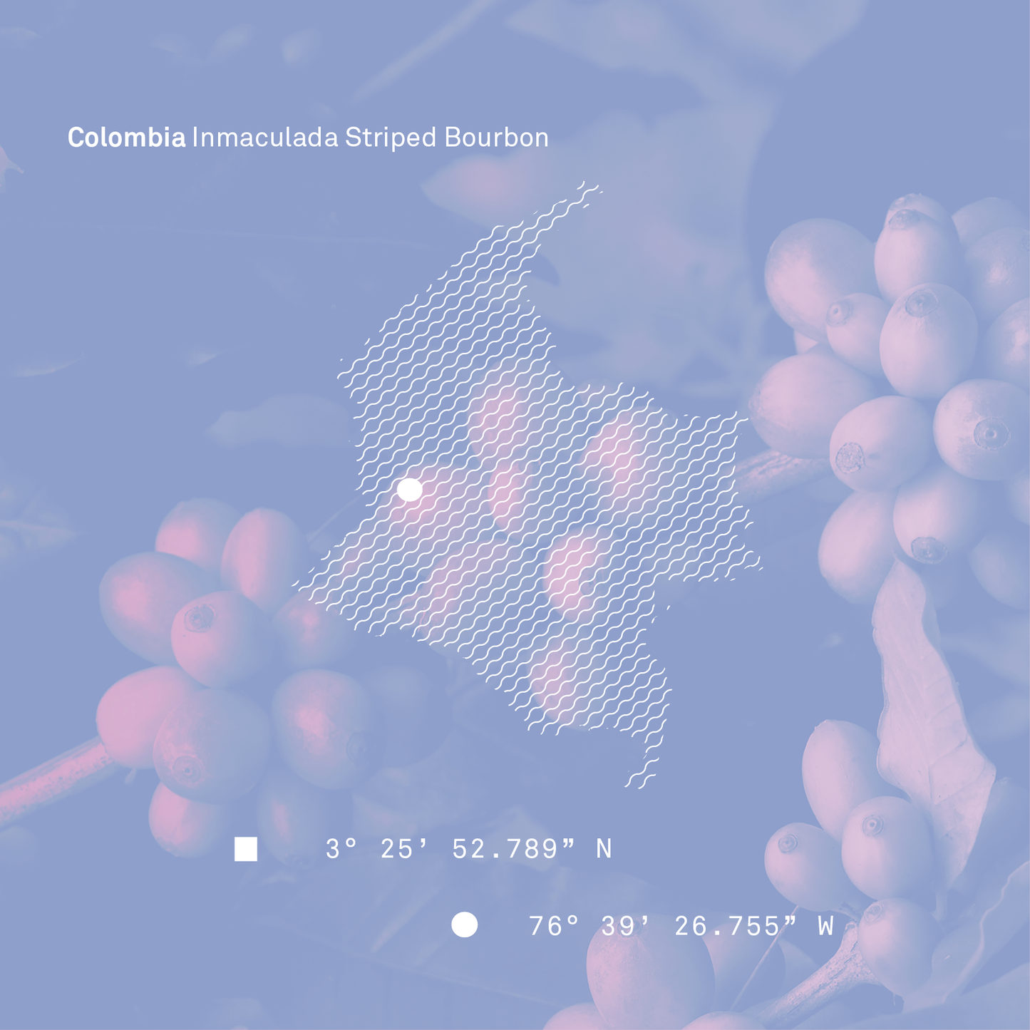 Colombia Inmaculada Natural Striped Bourbon Microlot