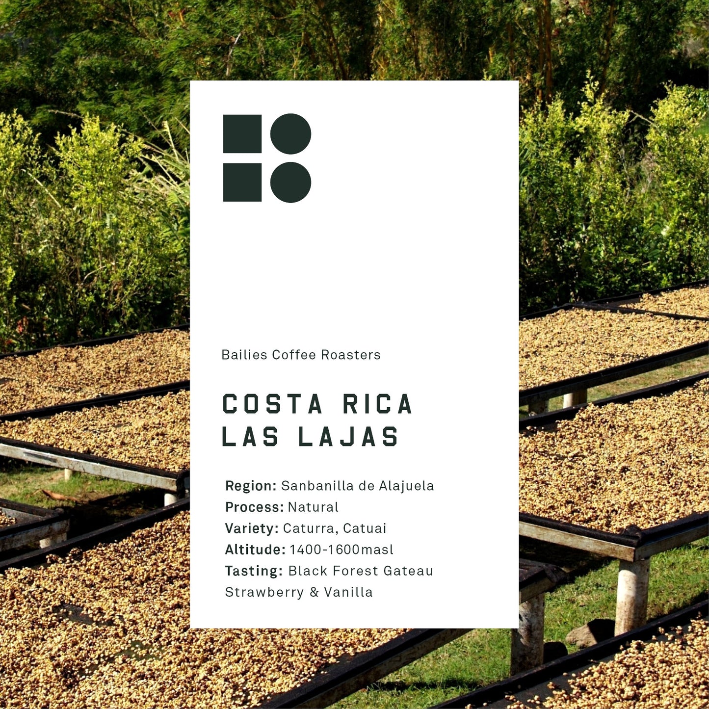 Costa Rica Las Lajas Microlot