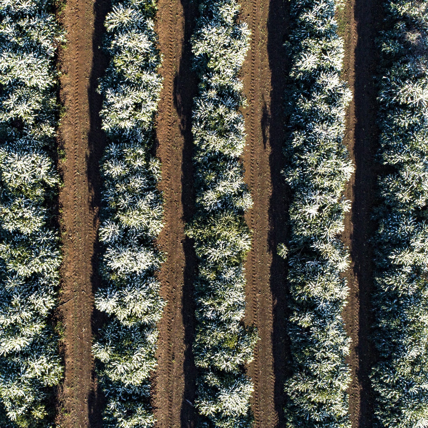 Brazil Sao Silvestre Anaerobic Microlot