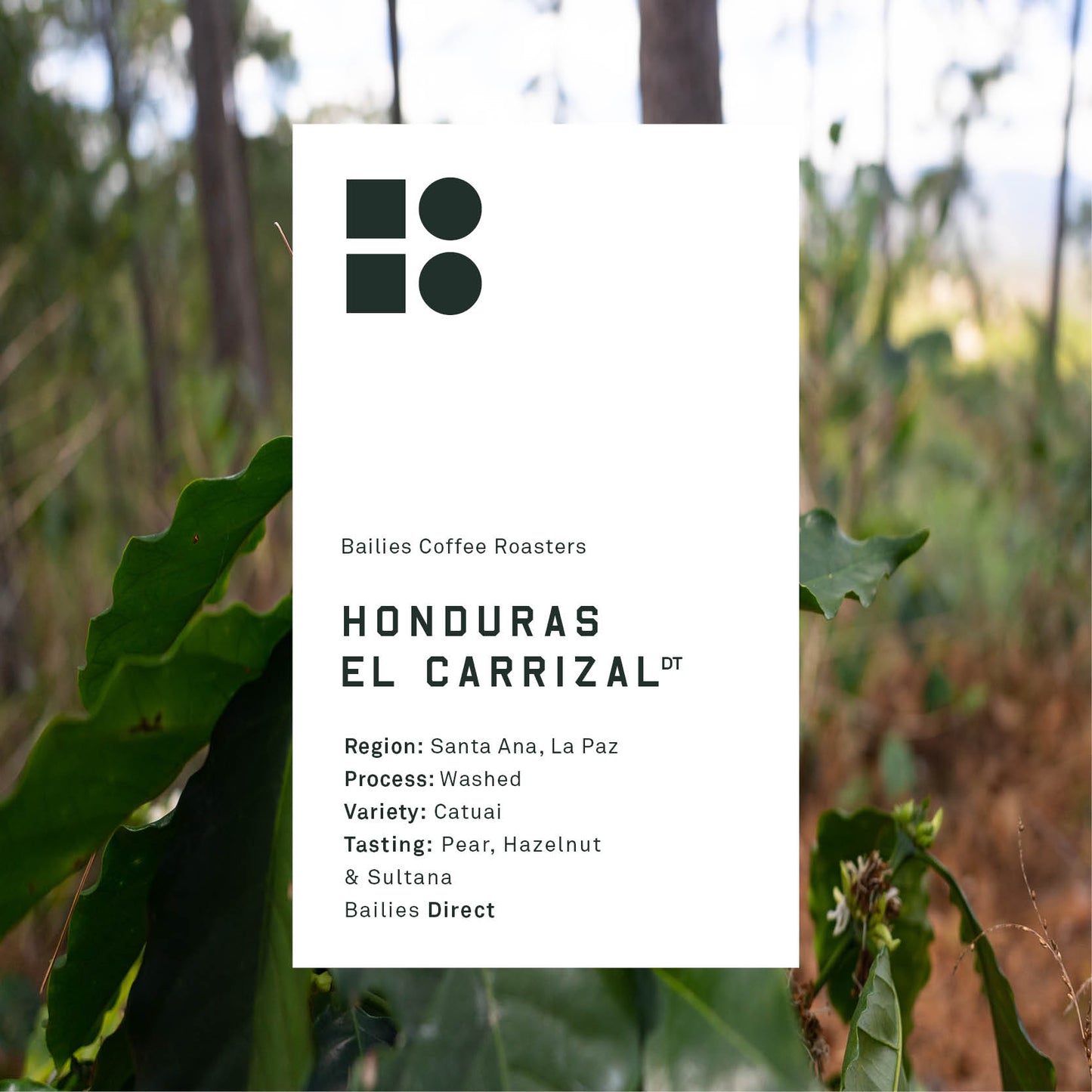 Honduras El Carrizal Washed Microlot