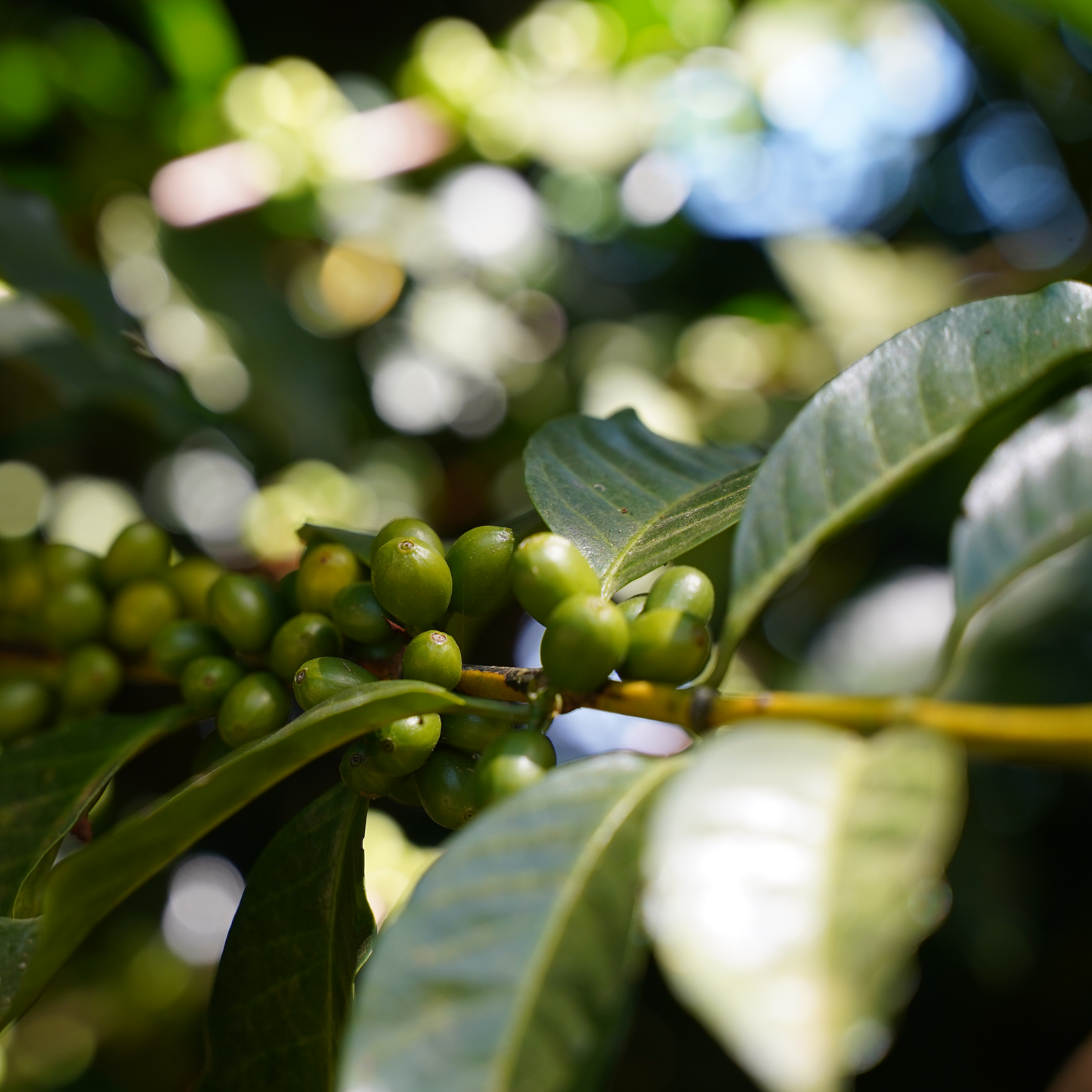 El Salvador Pacas Washed Single Origin - Bailies Coffee Roasters