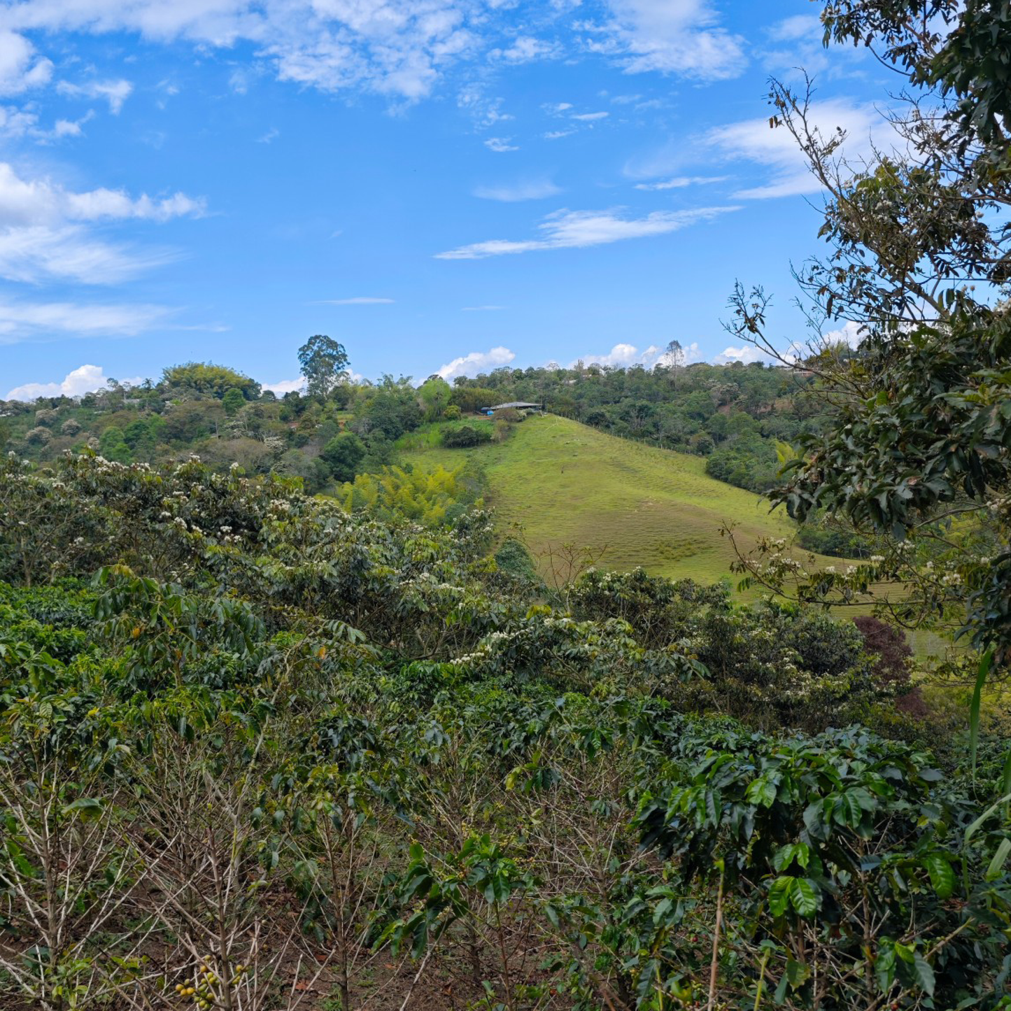 Colombia Piendamo Pink Bourbon