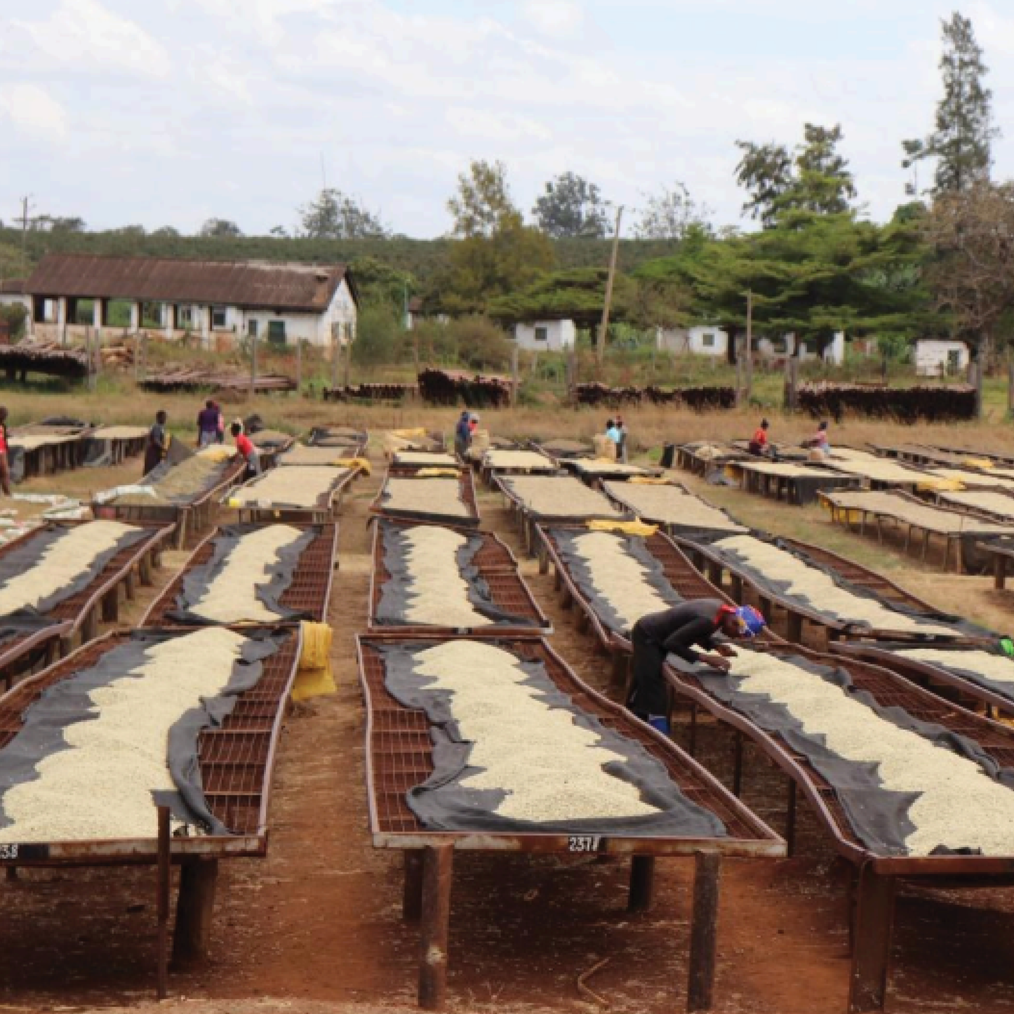 Kenya Mchana Natural Microlot - Bailies Coffee Roasters