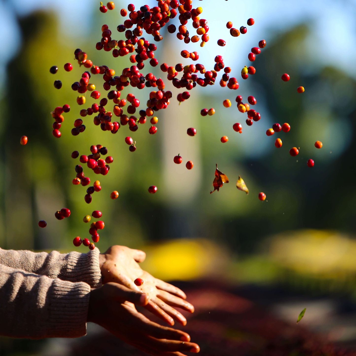 Ethiopia Gatta Anaerobic Microlot
