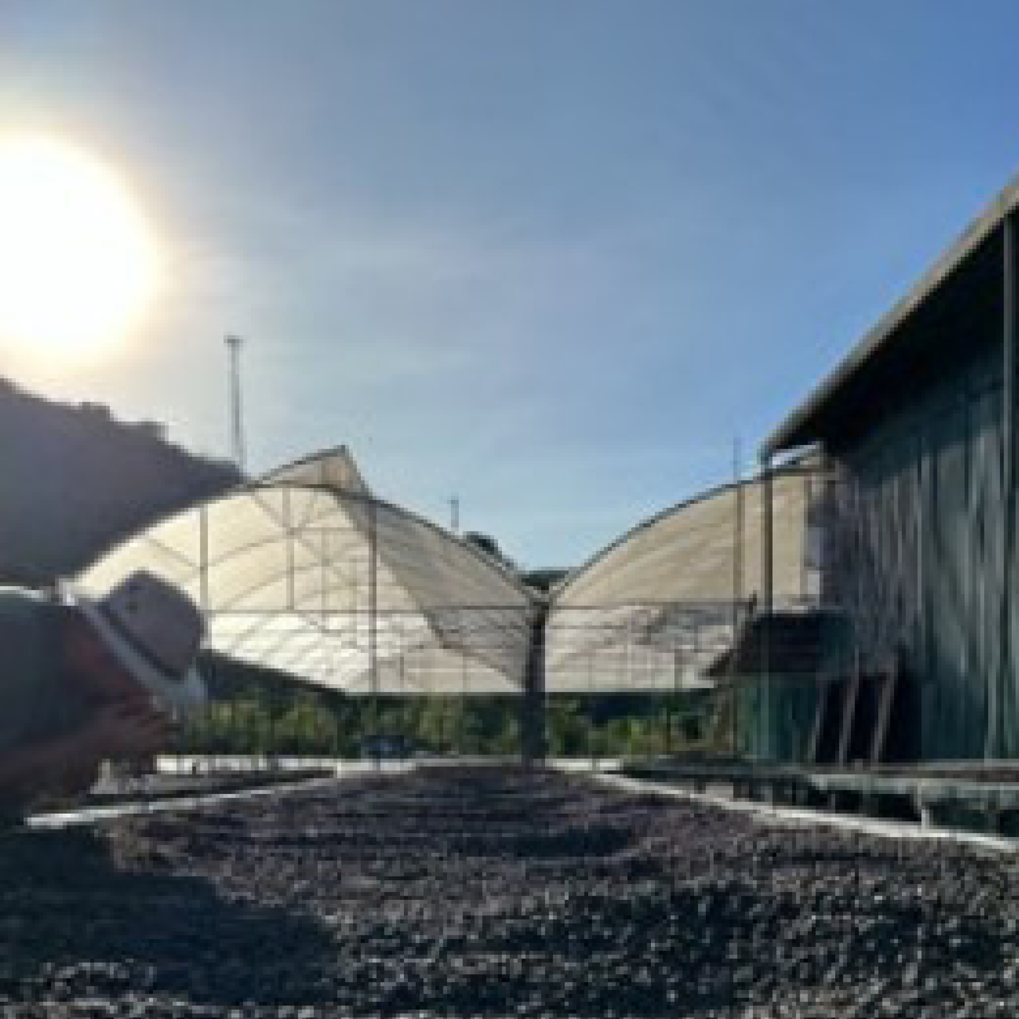 Costa Rica Higueronal F1 Anaerobic Natural Microlot - Bailies Coffee Roasters