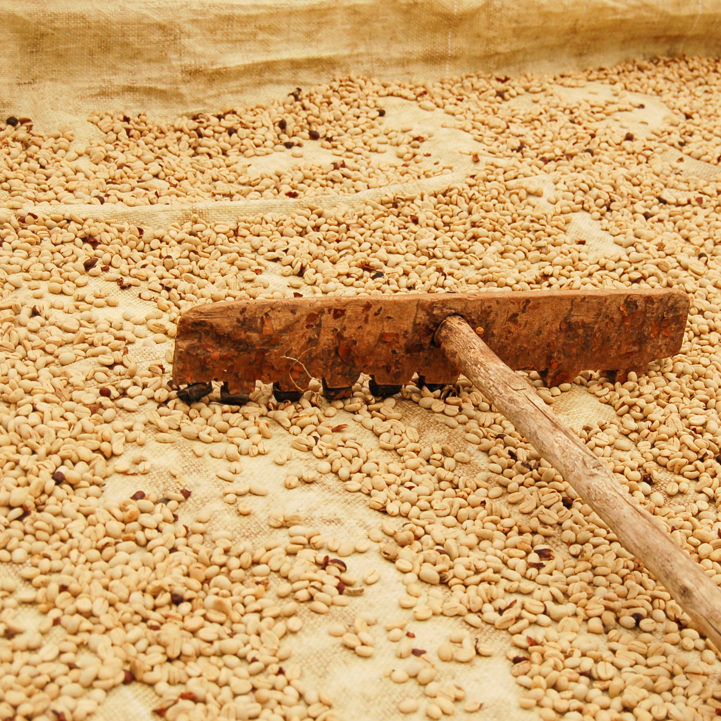 Colombia Santander Decaf Washed Single Origin - Bailies Coffee Roasters