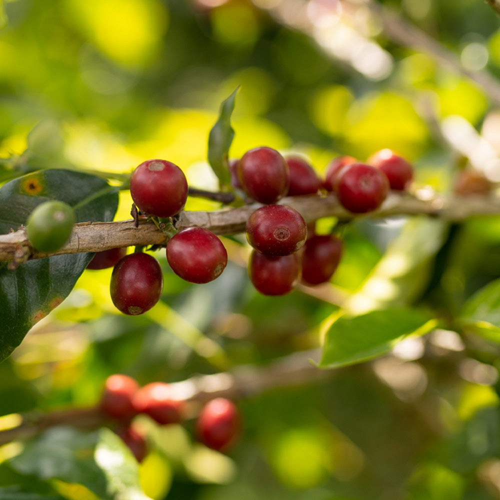 Honduras El Carrizal Washed Microlot