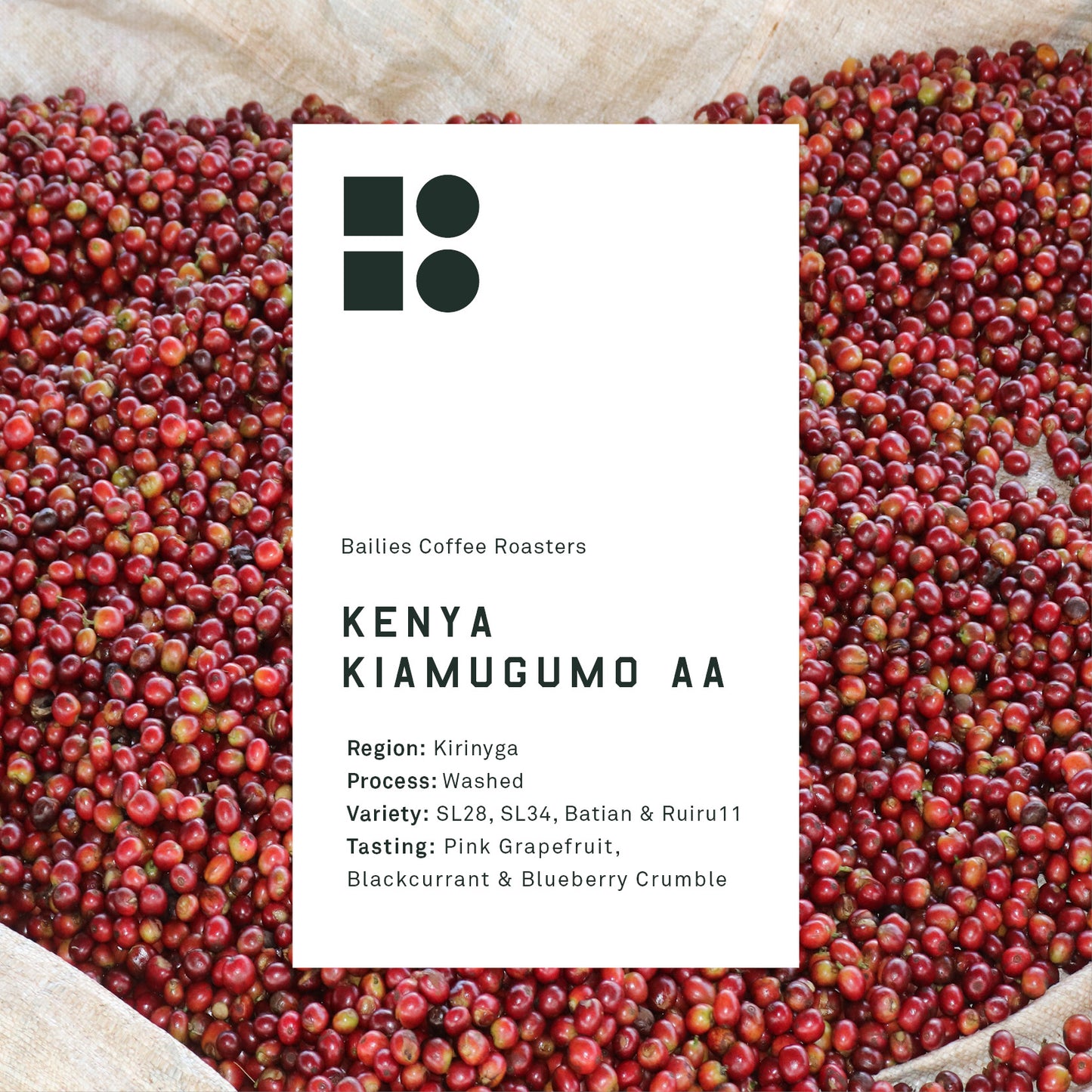 Kenya Kiamugumo AA Washed Microlot