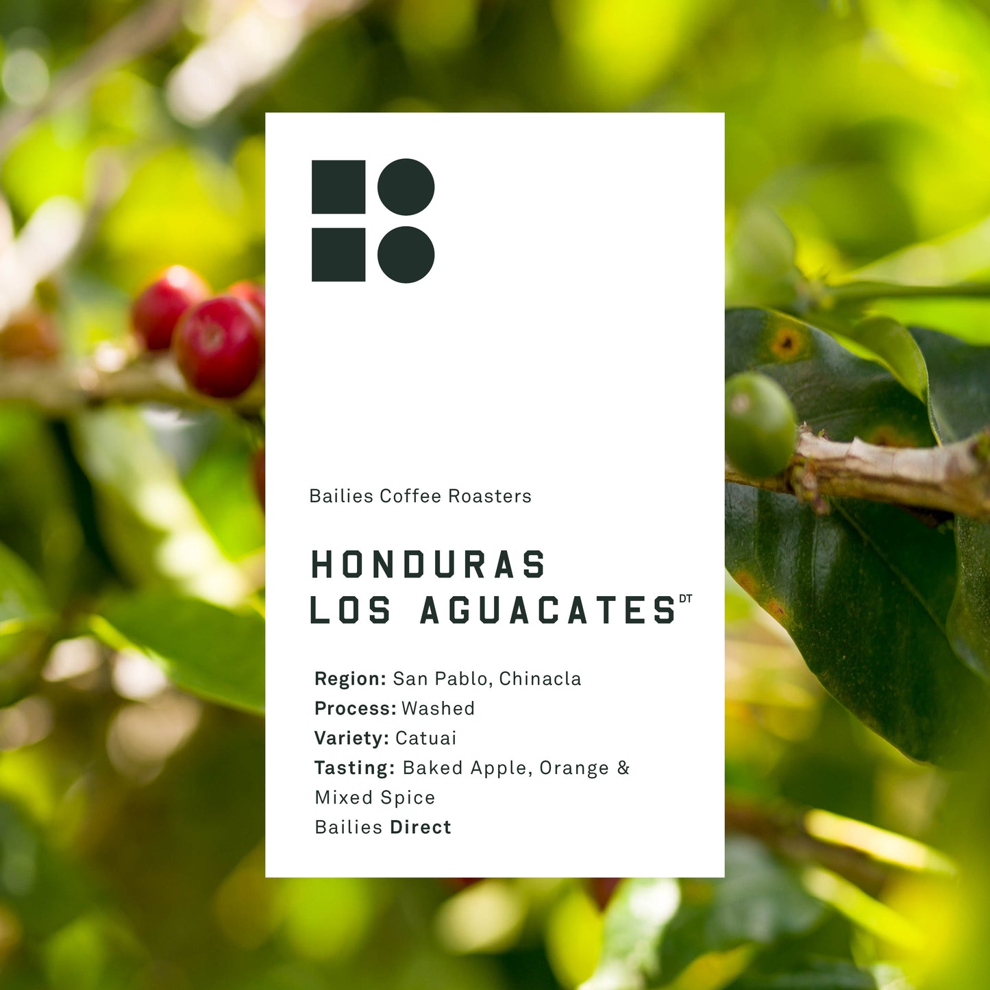 Honduras Los Aguacates Washed Microlot