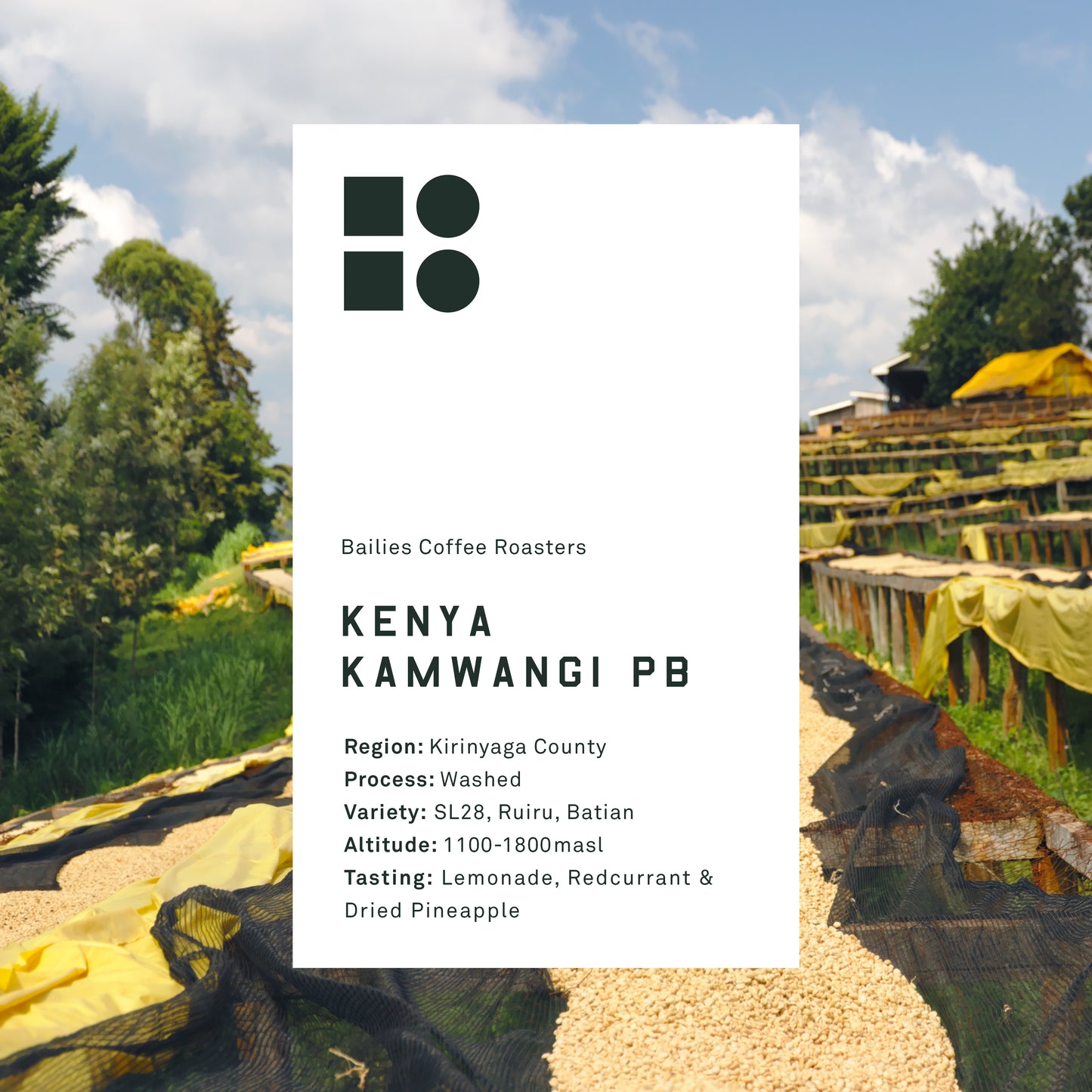 Kenya Kamwangi PB Washed Microlot