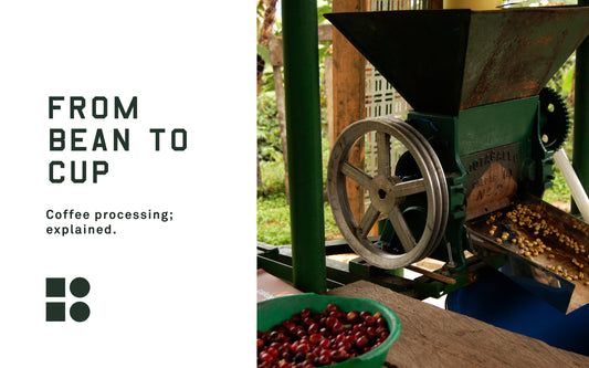 How Coffee Goes from Bean to Cup: Coffee Processing Explained