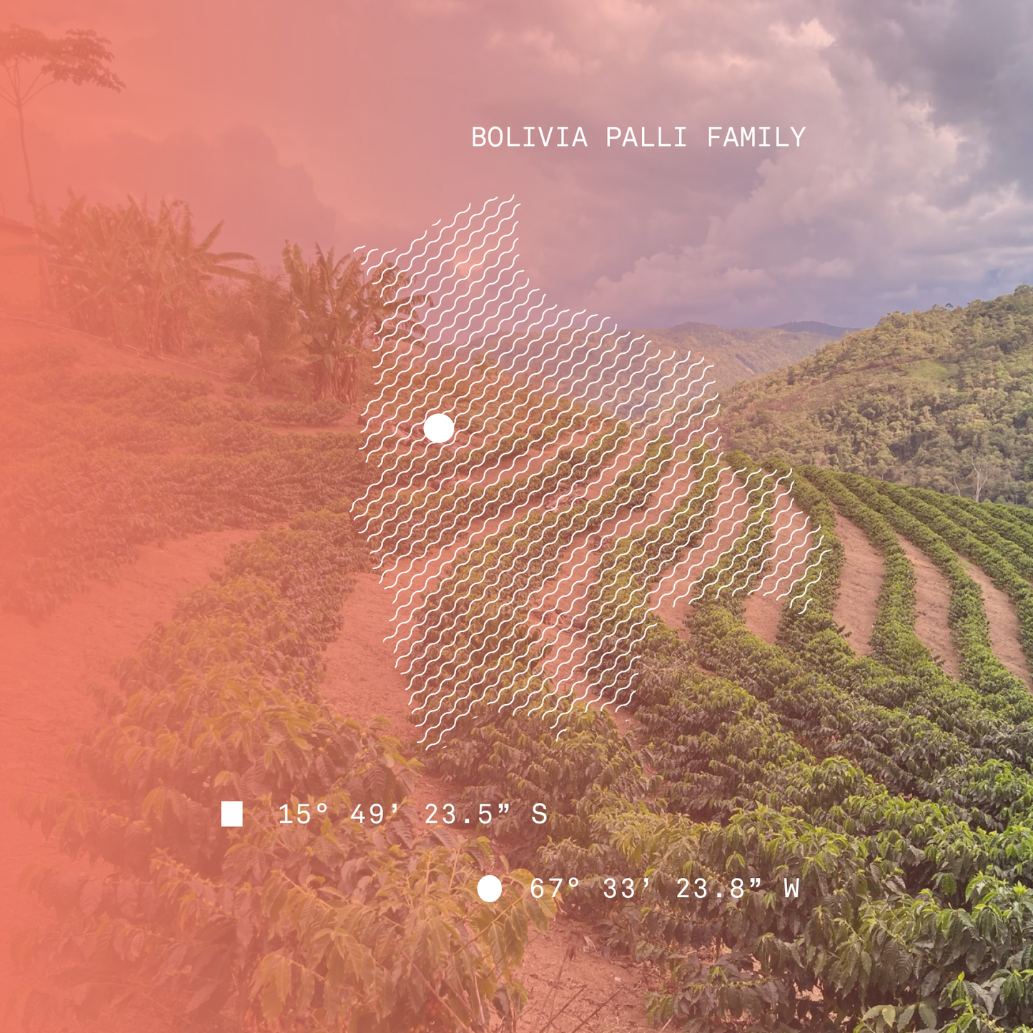 Bolivia Palli Family Washed Microlot