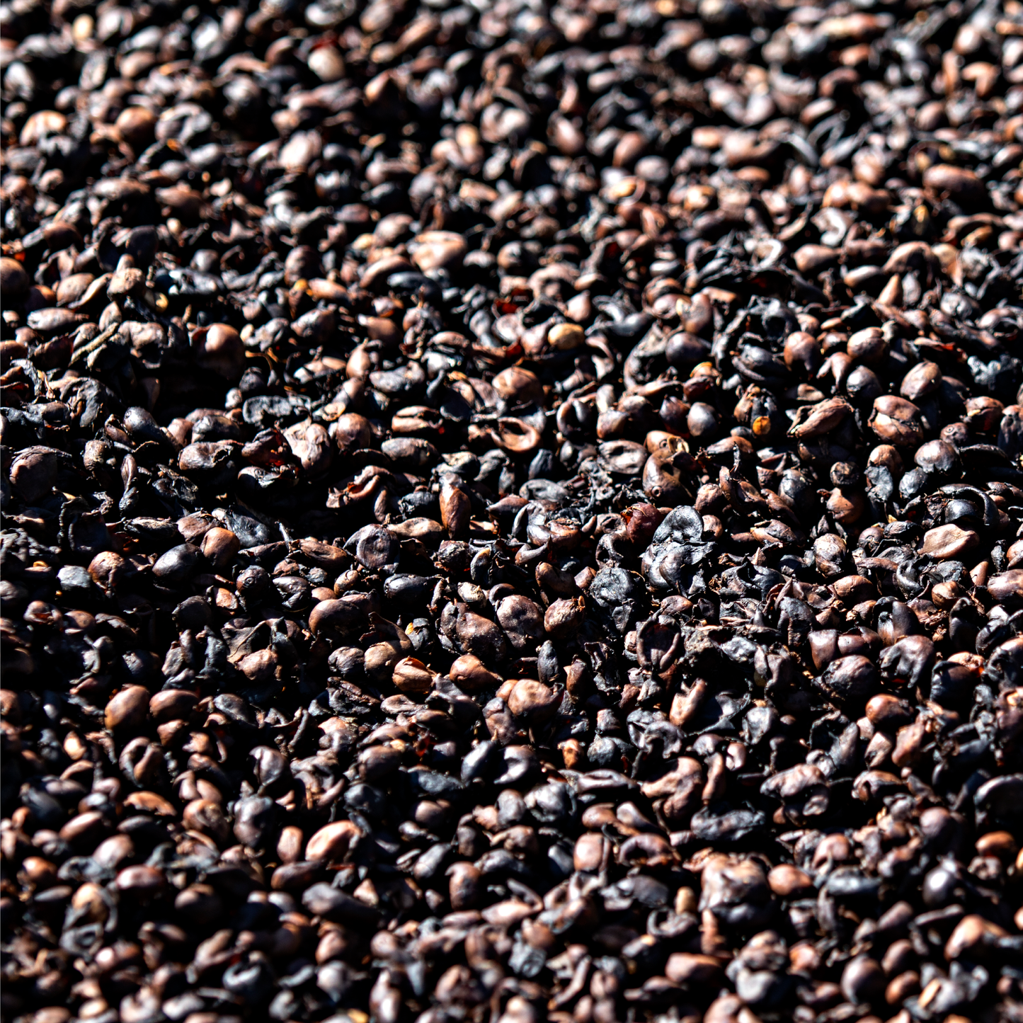 Bolivia Waliki Washed Microlot