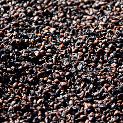 Bolivia Waliki Washed Microlot