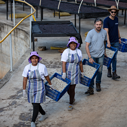 Bolivia Waliki Washed Microlot