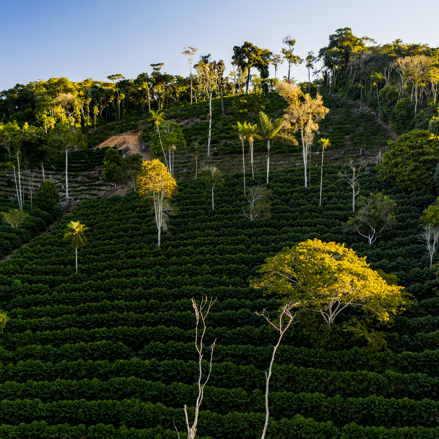 Bolivia Waliki Washed Microlot