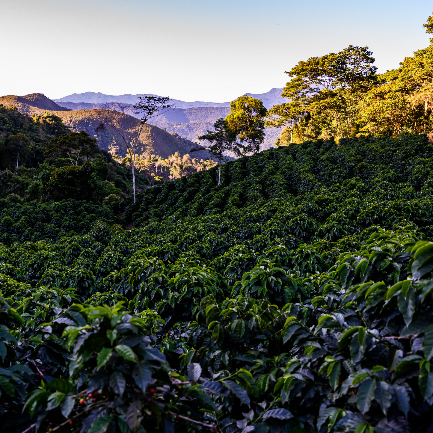 Bolivia Waliki Washed Microlot