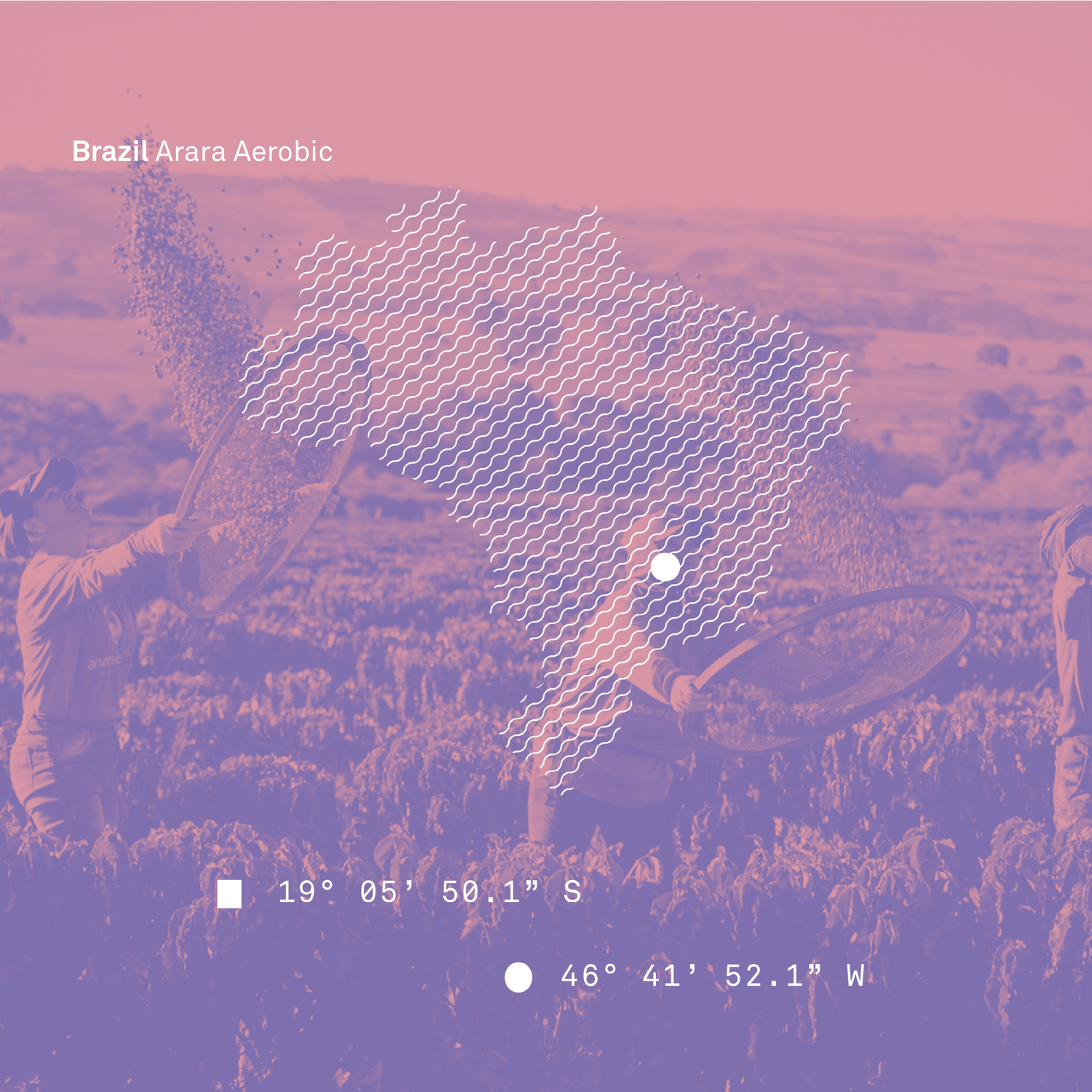 Brazil Arara Aerobic Microlot - Bailies Coffee Roasters