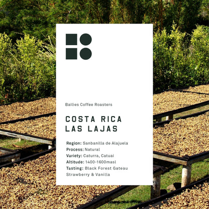 Costa Rica Las Lajas Microlot