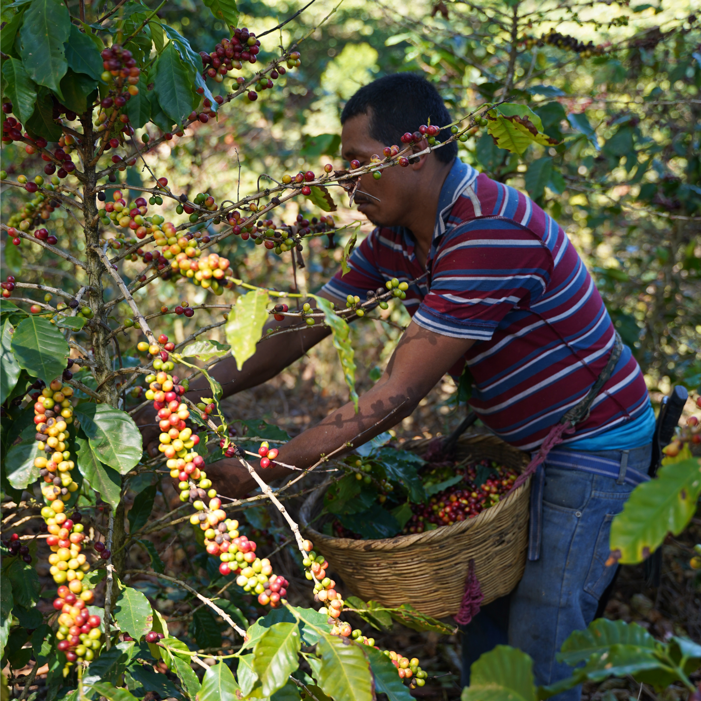 El Salvador Pacas Washed Single Origin - Bailies Coffee Roasters
