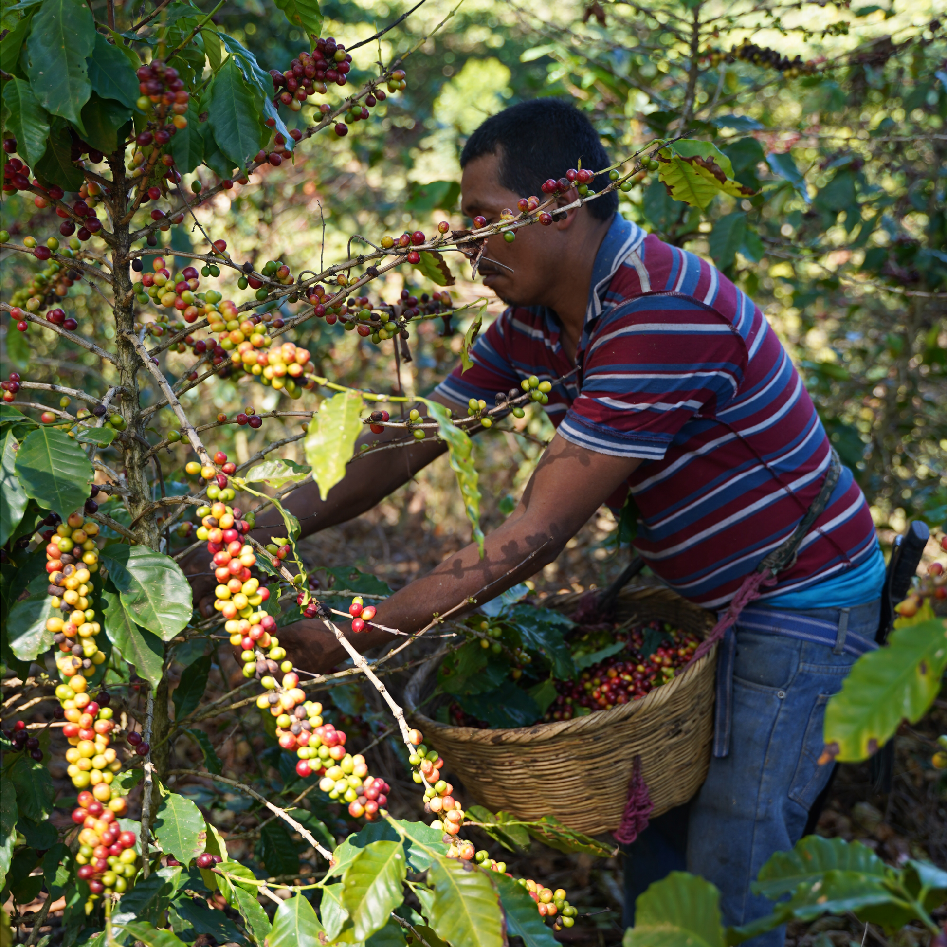 El Salvador Pacas Washed Single Origin - Bailies Coffee Roasters