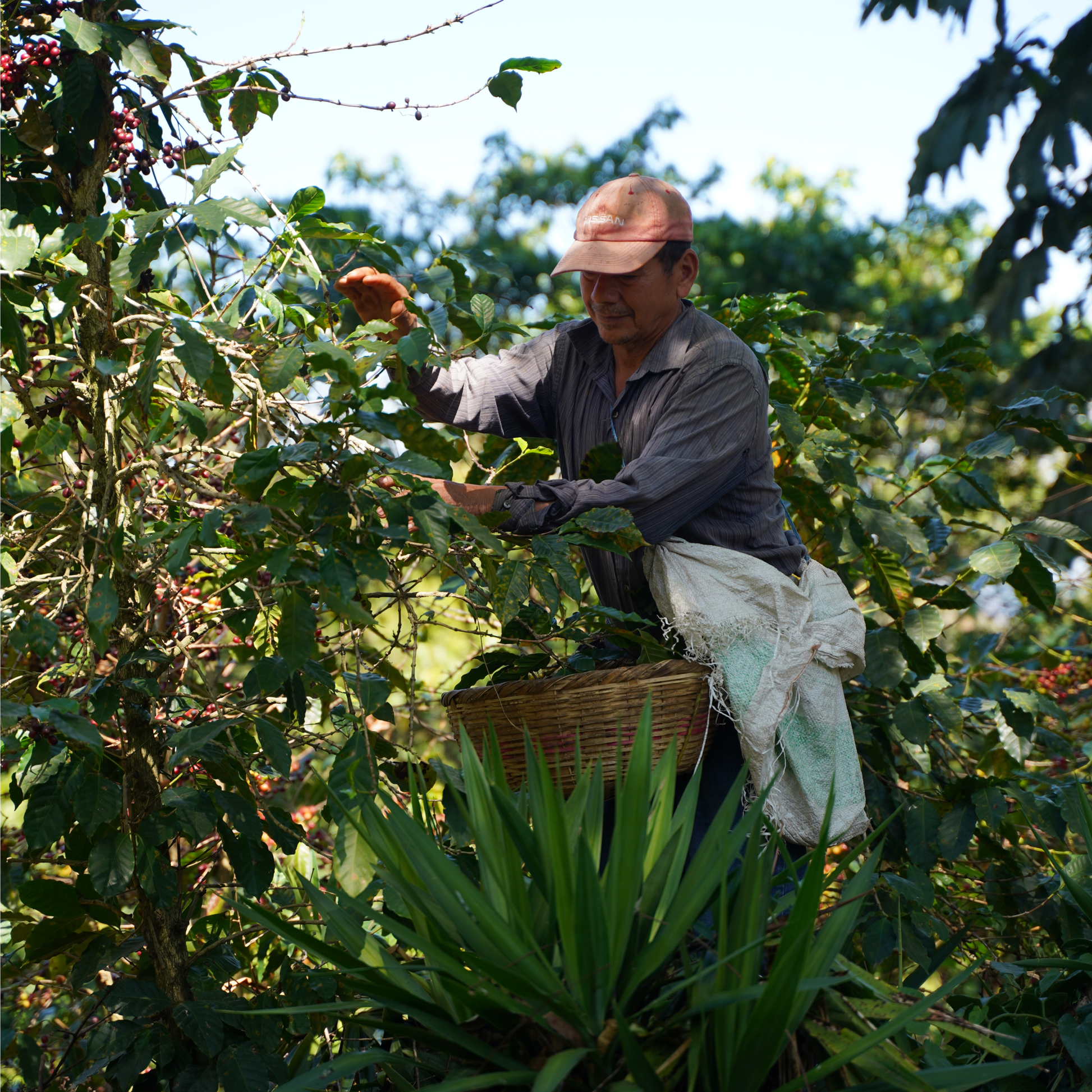El Salvador Pacas Washed Single Origin - Bailies Coffee Roasters