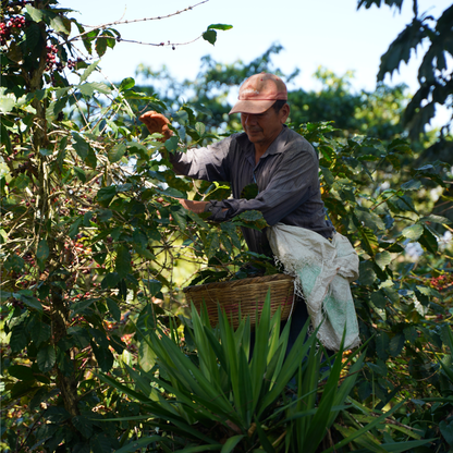 El Salvador Pacas Washed Single Origin - Bailies Coffee Roasters