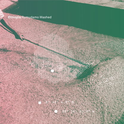 Ethiopia Rumudamo Washed Microlot - Bailies Coffee Roasters