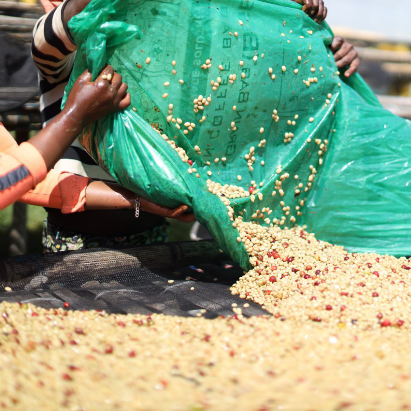 Ethiopia Wasa Natural