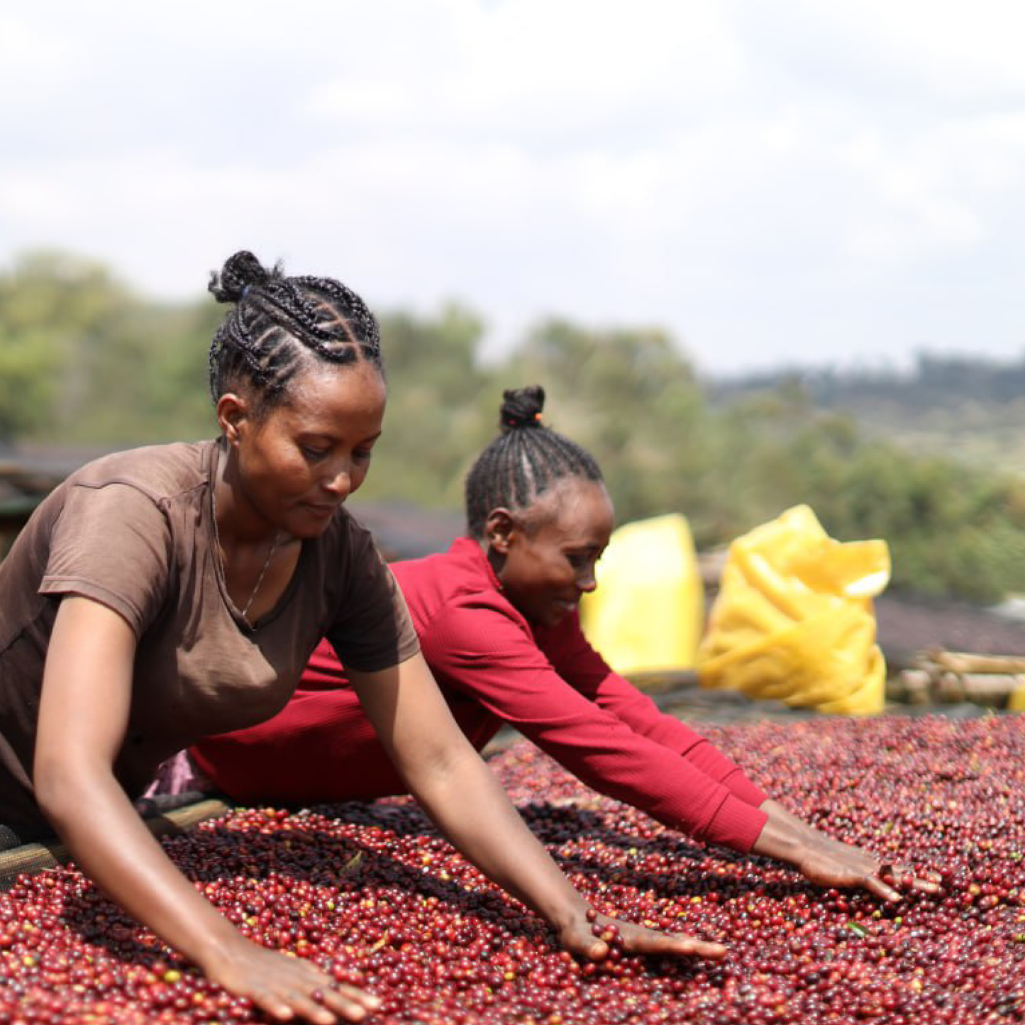 Ethiopia Wasa Natural