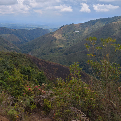 Colombia Piendamo Pink Bourbon