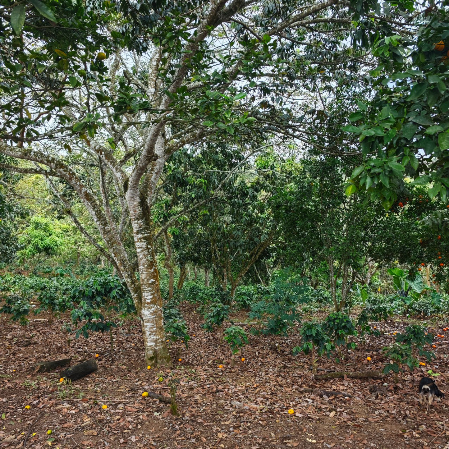 Colombia Piendamo Pink Bourbon