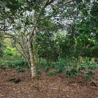 Colombia Piendamo Pink Bourbon
