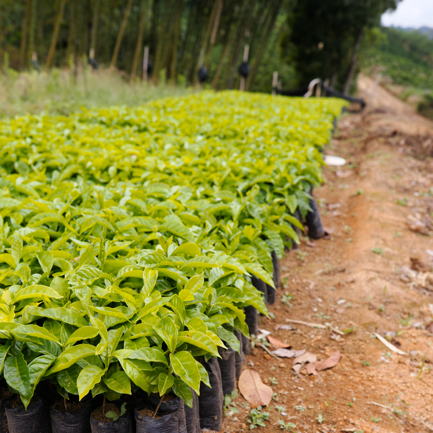 Colombia Comepcafe Washed Single Origin - Bailies Coffee Roasters