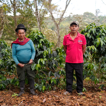 Colombia Comepcafe Washed Single Origin - Bailies Coffee Roasters