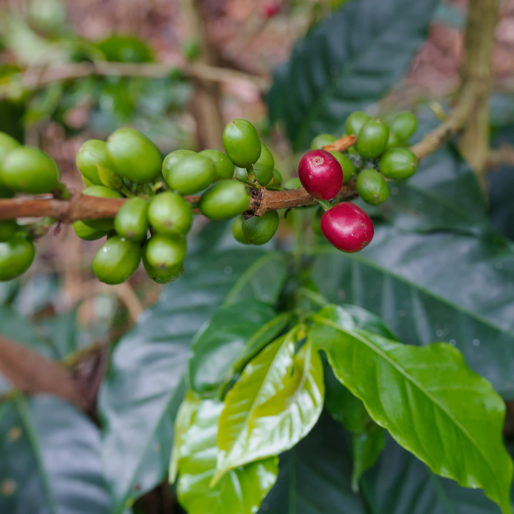 Colombia Comepcafe Washed Single Origin - Bailies Coffee Roasters