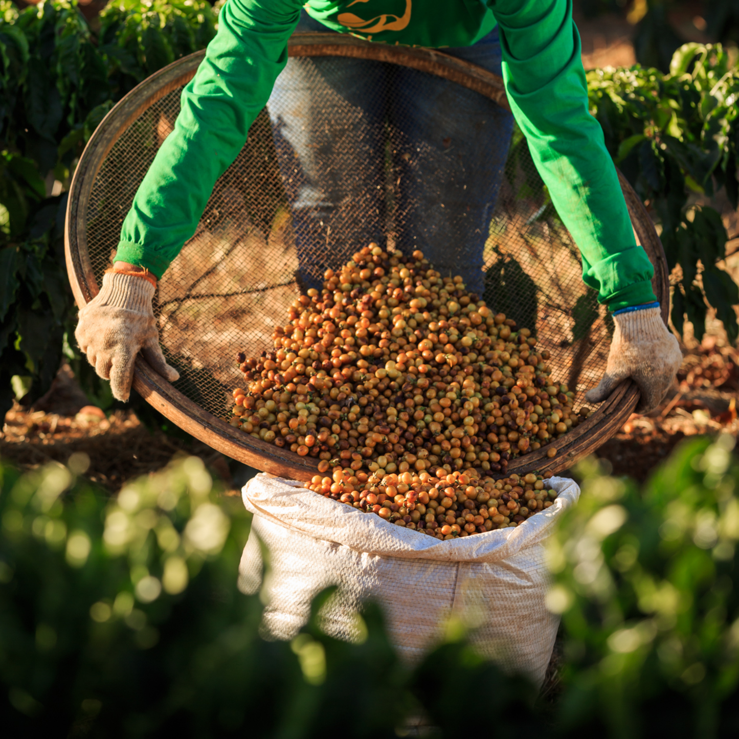 Brazil Sao Silvestre Natural Single Origin - Bailies Coffee Roasters