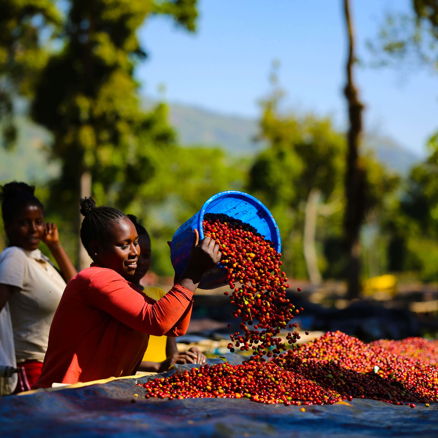 Ethiopia Gatta Anaerobic Microlot