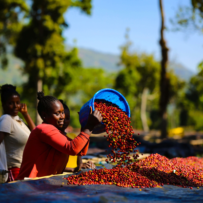 Ethiopia Gatta Anaerobic Microlot