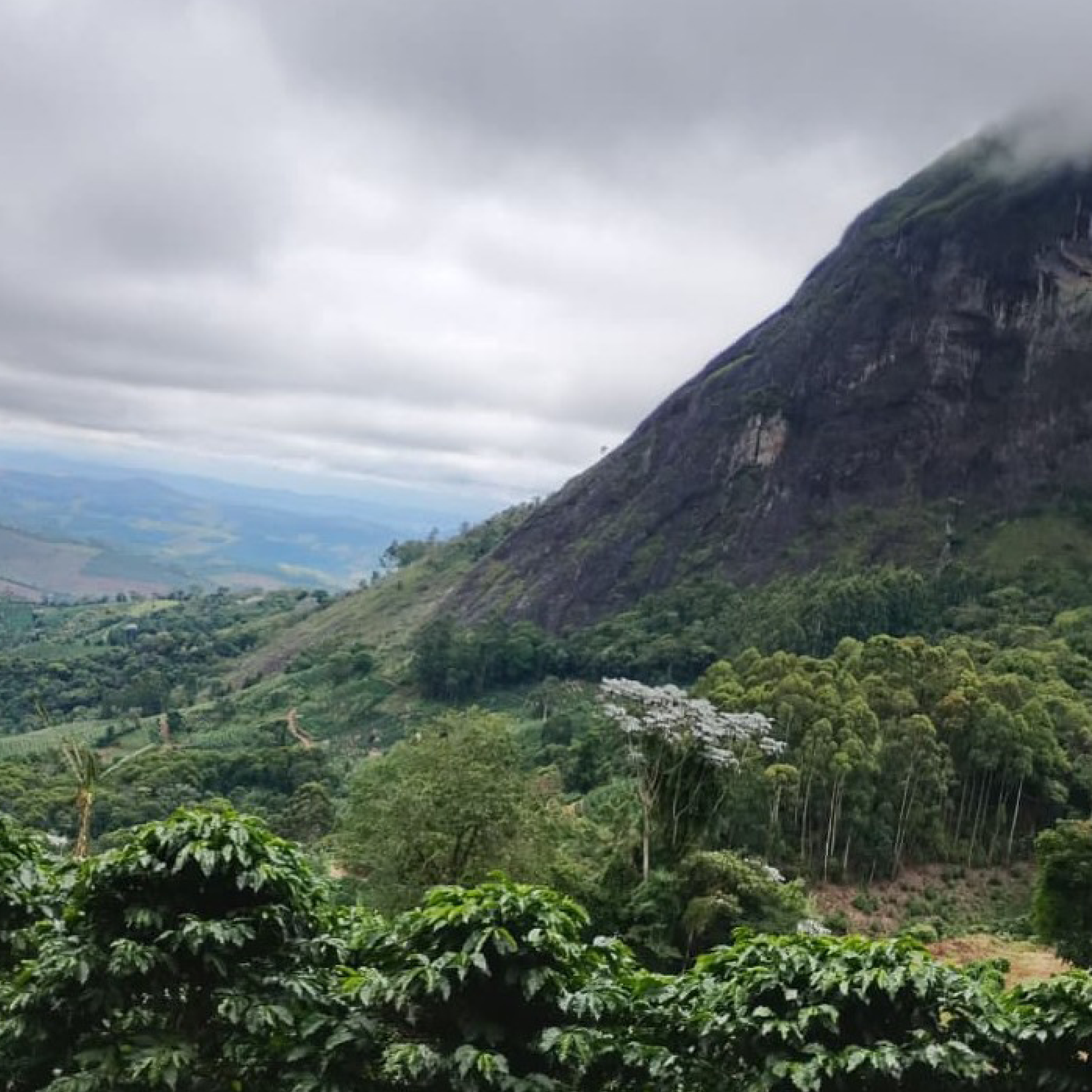 Brazil Carmo do Cachoeira - Bailies Coffee Roasters