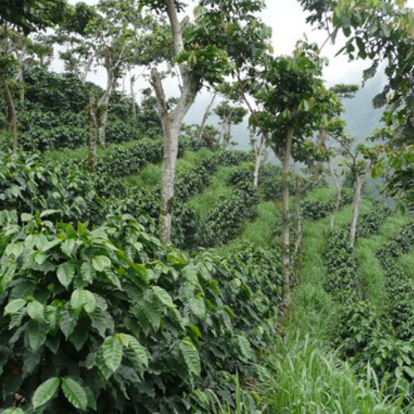 Guatemala San Marcos Washed Microlot
