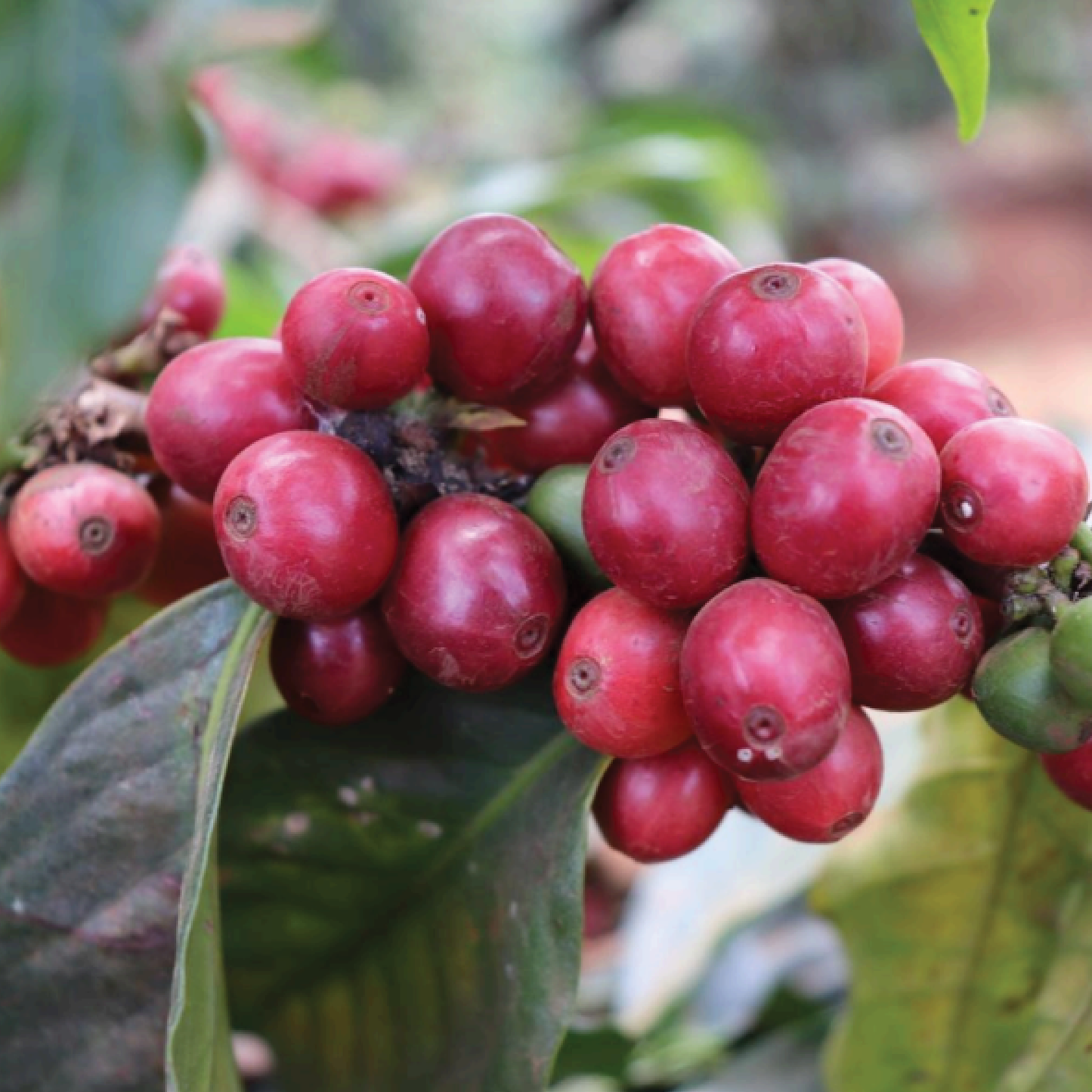 Kenya Mchana Natural Microlot - Bailies Coffee Roasters