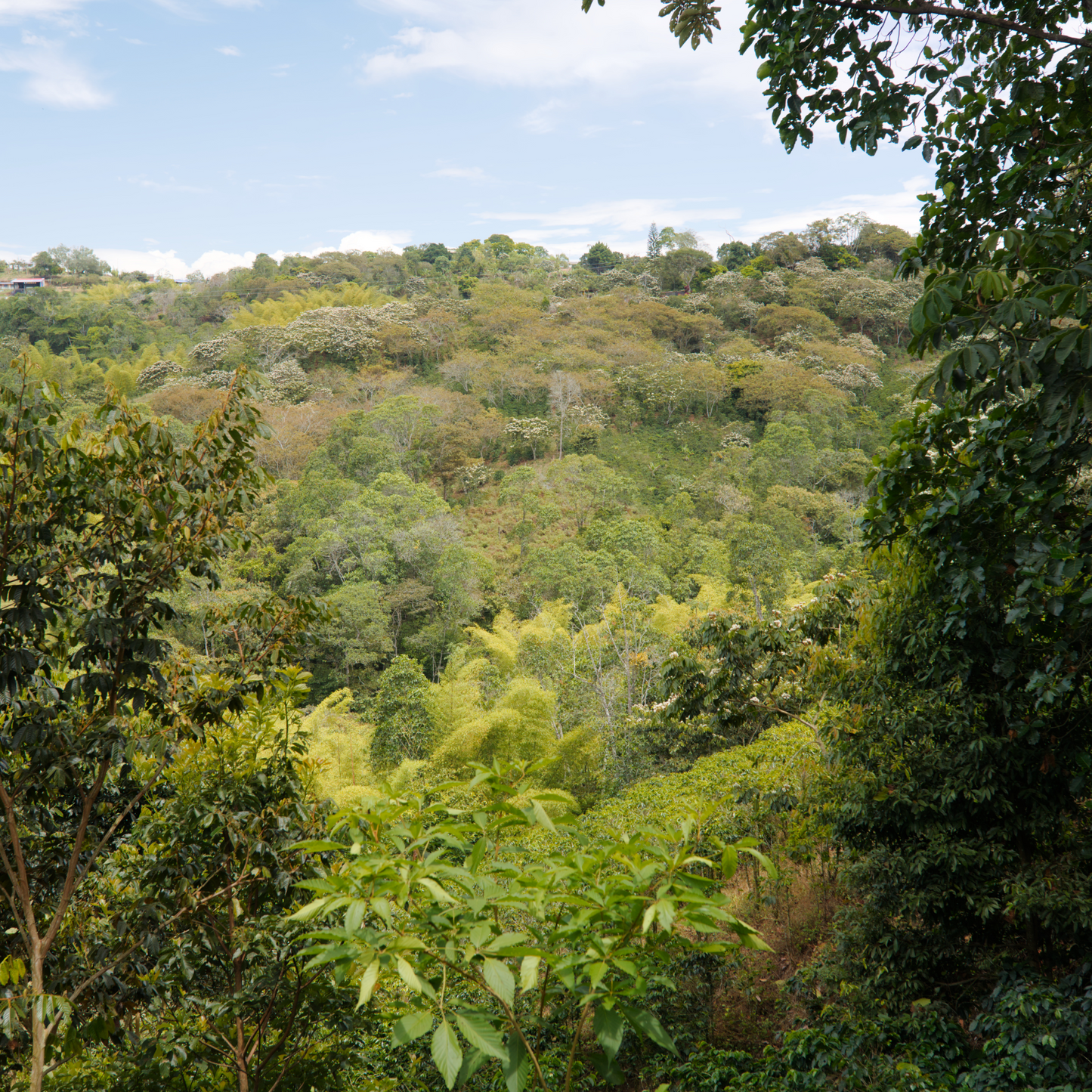 Colombia Morales Washed Microlot - Bailies Coffee Roasters