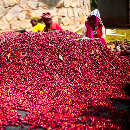 Ethiopia Gatta Anaerobic Microlot