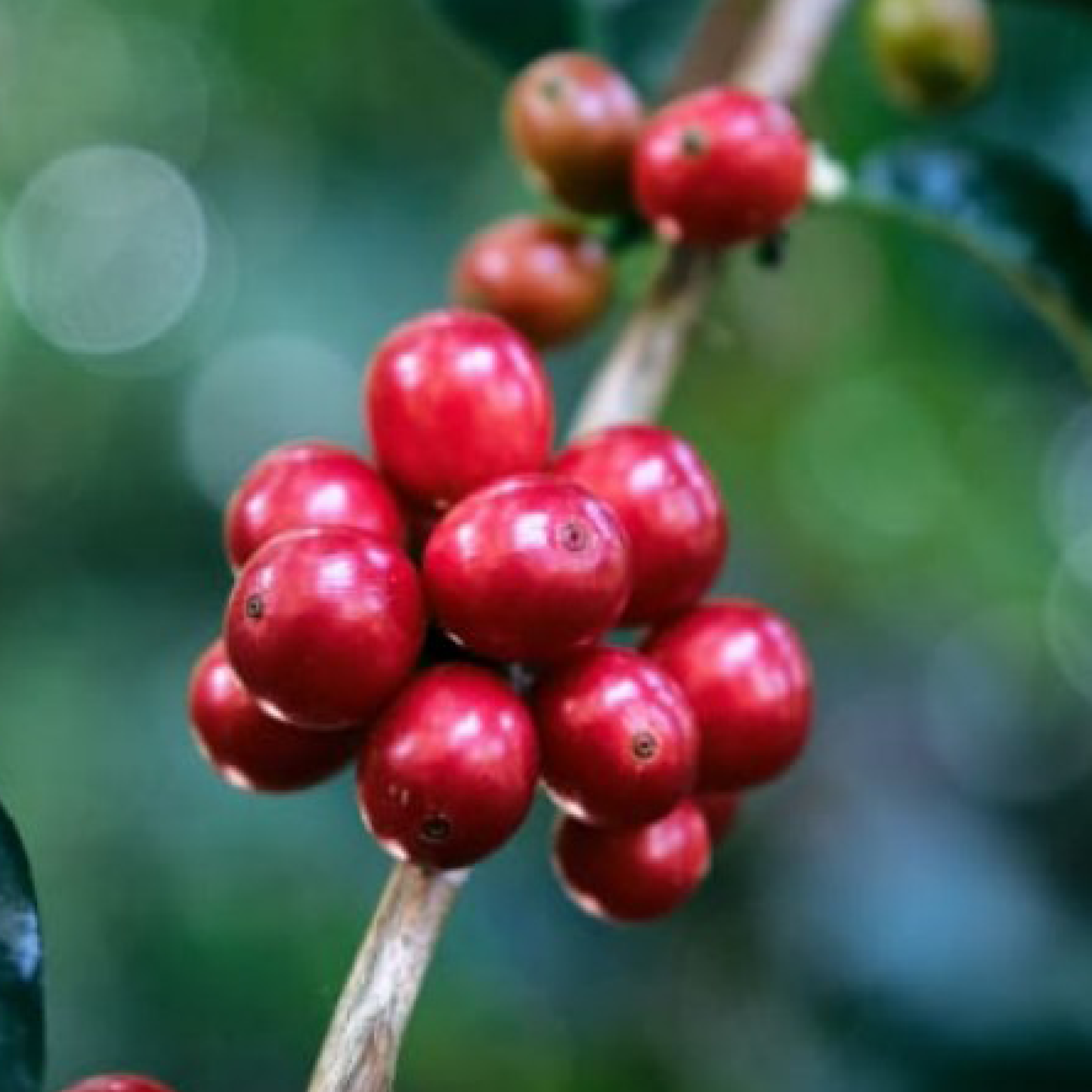 Costa Rica Higueronal F1 Anaerobic Natural Microlot - Bailies Coffee Roasters