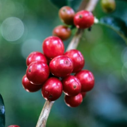 Costa Rica Higueronal F1 Anaerobic Natural Microlot - Bailies Coffee Roasters