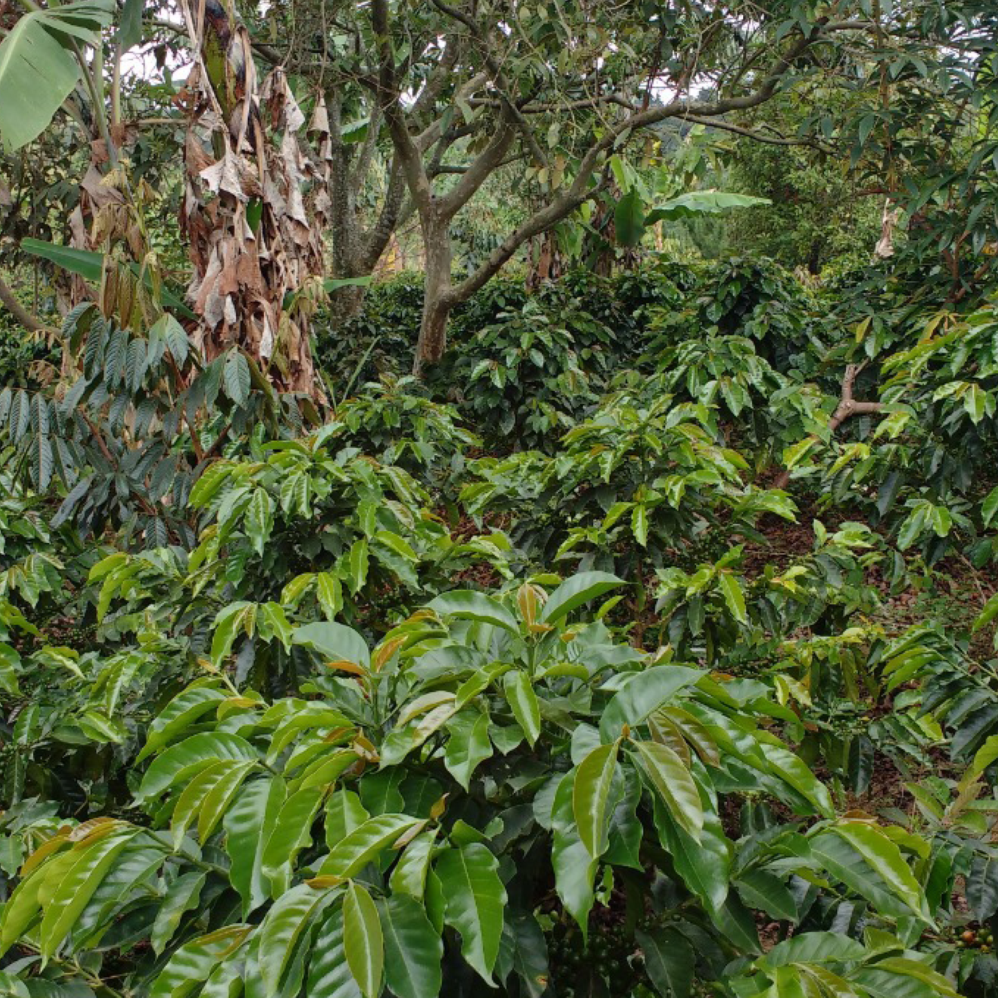 Colombia Finca Potrerito Washed Microlot